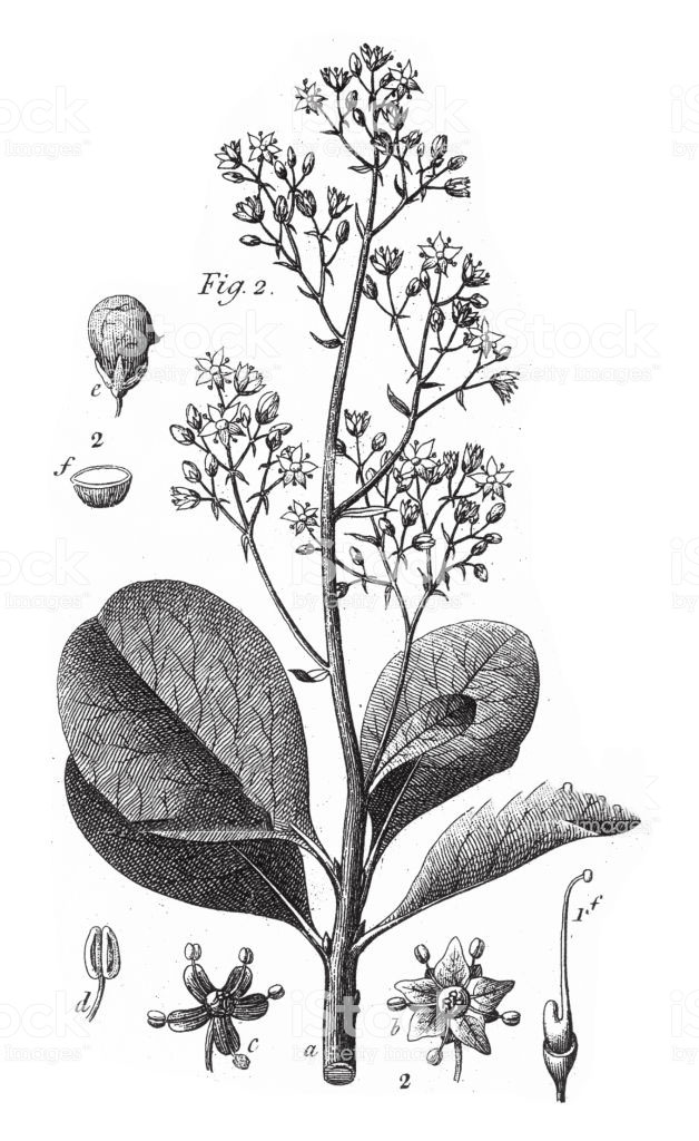 Plant-Illustration-of-Smoke-tree