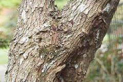 Bark-of-Smoke-tree