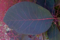 Closer-view-of-leaf-of-Smoke-tree