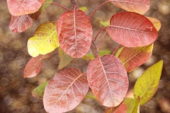 Fall-Leaves-of-Smoke-tree