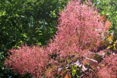 Flowers-of-Smoke-tree
