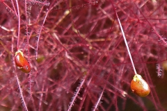 Fruit-of-Smoke-tree