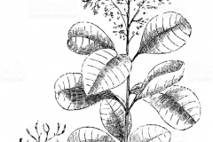 Sketch-of-Smoke-tree