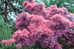 Smoke-tree
