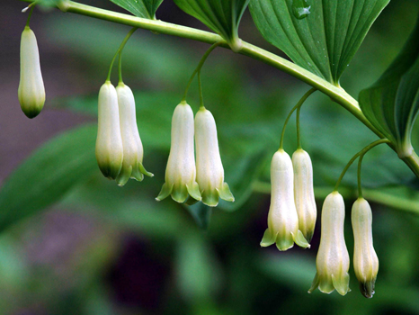 Flowers-of-Smooth-Solomon’s-Seal