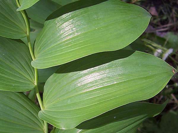 Leaves-of-Smooth-Solomon’s-Seal