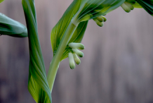Flowering-buds-of-Smooth-Solomon’s-Seal
