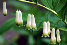 Flowers-of-Smooth-Solomon’s-Seal