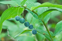 Fruit-of-Smooth-Solomon’s-Seal