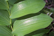 Leaves-of-Smooth-Solomon’s-Seal