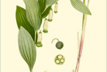 Plant-Illustration-of-Smooth-Solomon’s-Seal