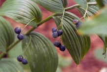 Ripe-fruit-of-Smooth-Solomon’s-Seal