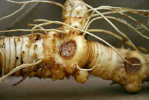 Root-of-Smooth-Solomon’s-Seal