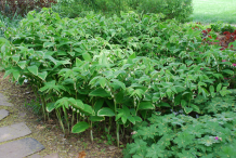 Smooth-Solomon’s-Seal-plant-growing-wild