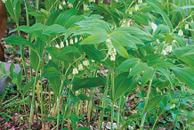 Smooth-Solomon’s-Seal-plant