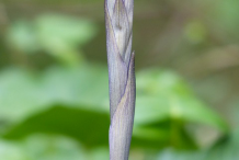 Solomons-seal-sprouting