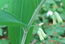 Stem-of-Smooth-Solomon’s-Seal