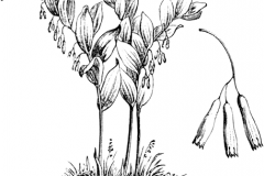 Sketch-of-Smooth-Solomon's-Seal