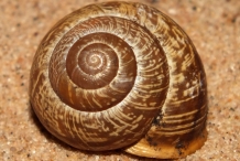Shell-of-Snail