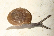 Snails-1