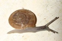 Snail-1