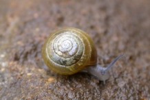 Snail-2