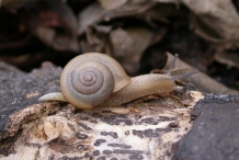 Snail-3