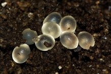 Snail-eggs