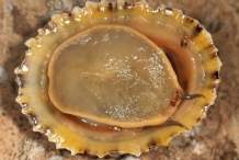 Snail-foot