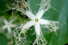 Close-up-flower-of-Snake-gourd