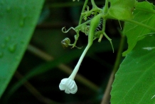 Flower-bud-of-Snake-gourd