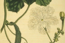 Illustration-of-Snake-gourd