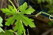 Leaves-of-Snake-gourd