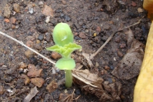 Snake-gourd-seedlings