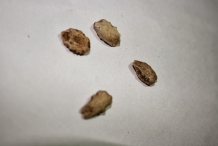 Snake-gourd-seeds