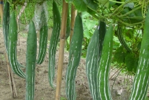 Snake-gourd