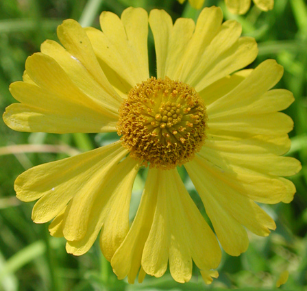 Closer-view-of-flower-of-Sneezeweed