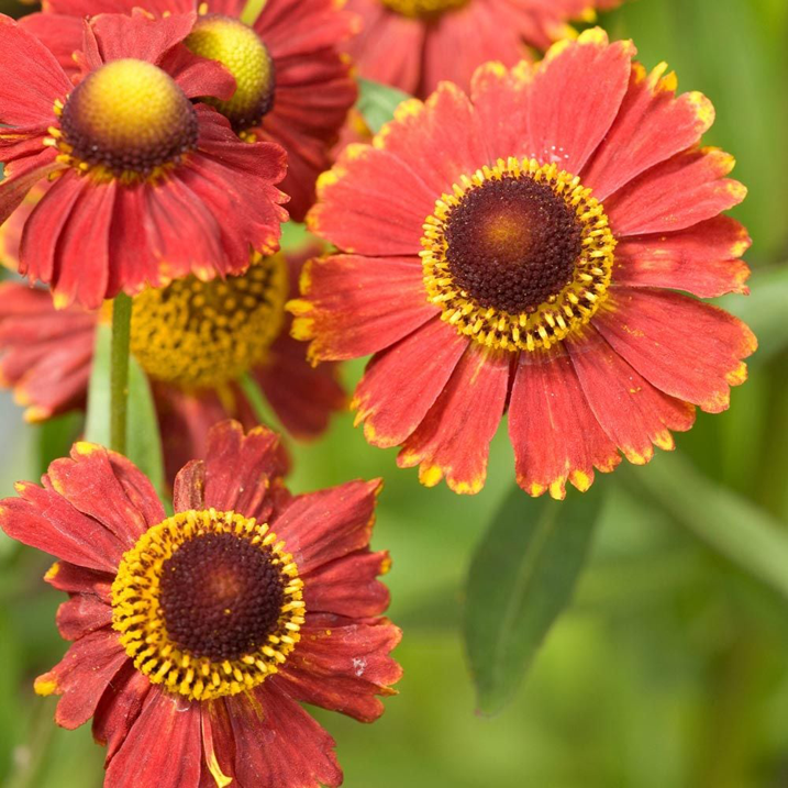 Different-colored-Sneezeweed