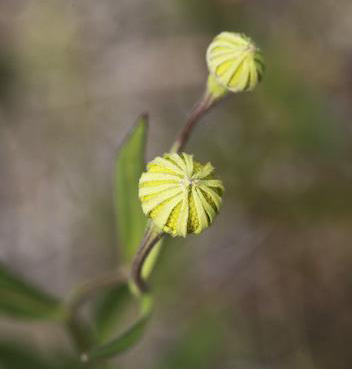 Flowering-bud-of-Sneezeweed