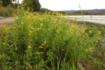 Sneezeweed-plant-growing-wild