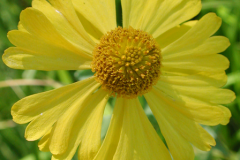Closer-view-of-flower-of-Sneezeweed