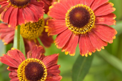 Different-colored-Sneezeweed