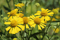 Flower-of-Sneezeweed