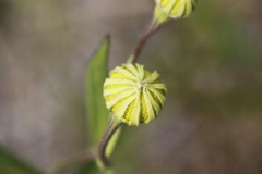Flowering-bud-of-Sneezeweed