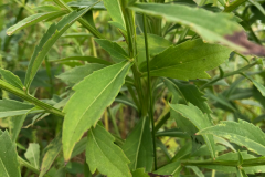 Leaves-of-Sneezeweed