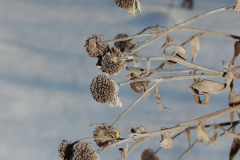 Mature-fruit-heads-of-Sneezeweed