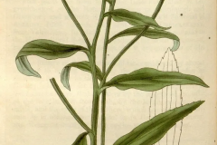 Plant-Illustration-of-Sneeze-Weed