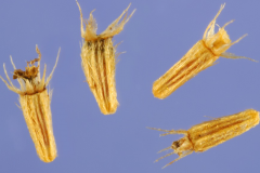 Seed-of-Sneezeweed