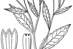 Sketch-of-Sneezeweed