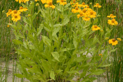 Sneezeweed-Plant